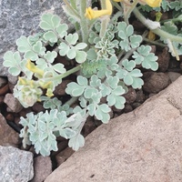 Corydalis tomentella 